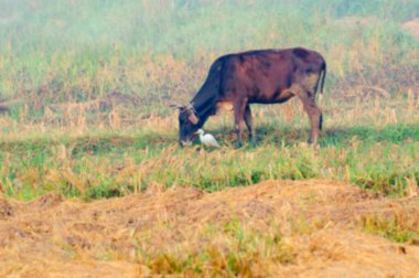 Buffalo 'nun bulanık görüntüsü, yeşil tarlada bir sığır balıkçıl-bulbulbulküs aynası.