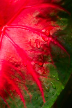 Patabahar Yaprağı 'nın bulanık görüntüsü ya da patabahari bitkisi, Codiaeum variegatum, renkli yaprakları olan güzel bitki. Şifre kırıcı bahçe işleri için kullanılır. Gönderildiğinde suluboya filtresi uygulandı.