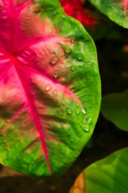 Patabahar Yaprağı 'nın bulanık görüntüsü ya da patabahari bitkisi, Codiaeum variegatum, renkli yaprakları olan güzel bitki. Şifre kırıcı bahçe işleri için kullanılır. Gönderildiğinde suluboya filtresi uygulandı.