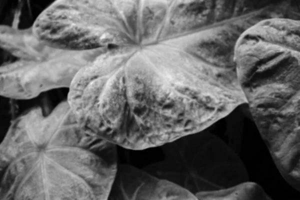 Siyah Beyaz Yaprakların Bulanık Görüntüsü Koyu Doğal Arkaplana Karşı Doğa — Stok fotoğraf