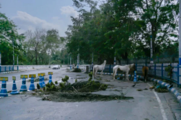 Blurred image of Kolkata, West Bengal, India. Super cyclone Amphan uprooted tree which fell and blocked road partially in Park street crossing. Horses roaming freely on road. Climate change.