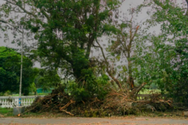 Wazig Beeld Van Super Cycloon Amphan Ontwortelde Boom Die Viel — Stockfoto