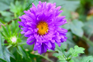 Mor Kasımpatı 'nın bulanık görüntüsü, sıklıkla anne ya da kasımpatı olarak adlandırılan, çiçek açan bitkiler. Howrah, West Bengal, Hindistan 'da çekilen güzel çiçekler.