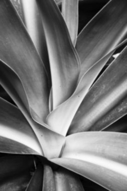 Siyah ve beyaz yaprakların doğal arka planda bulanık görüntüsü.