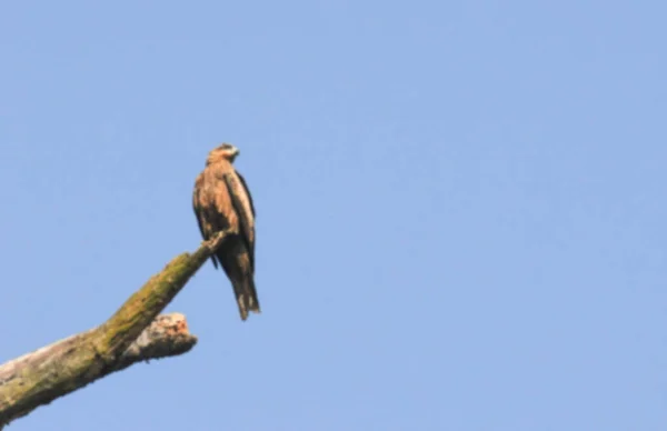 Θολή Εικόνα Του Πουλιού Pariah Kite Milvus Migrans Κάθεται Κορμό — Φωτογραφία Αρχείου