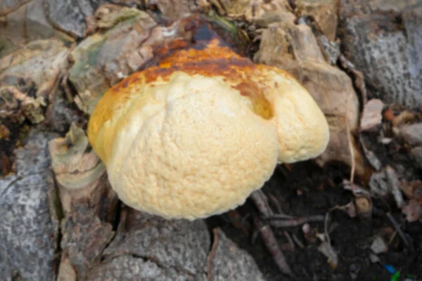 Image Floue Champignon Polyporeux Champignon Commun Sur Vieux Tronc Arbre — Photo