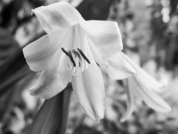 Imagem Borrada Flores Lírio Branco Lilium Candidum Lírio Madonna Lily — Fotografia de Stock