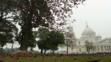 Victoria Memorial of Kolkata 'nın kış sabahında yapraksız ağaç ve çimlerin üzerinde kırmızı yapraklarla çekilmiş videosu. HD stok görüntüleri. Batı Bengal, Hindistan