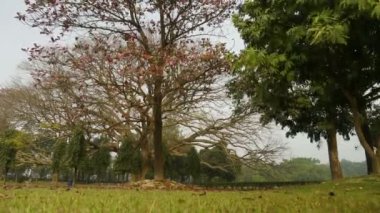 Victoria Memorial, Kolkata, Batı Bengal, Hindistan 'da kış sabahı yapraksız büyük bir ağacın zamanlanmış videosu.