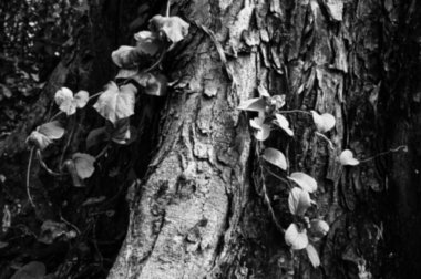 Ağaç gövdesi ahşap dokusuna karşı siyah ve beyaz yeni yaprakların bulanık görüntüsü. Doğal arkaplan.