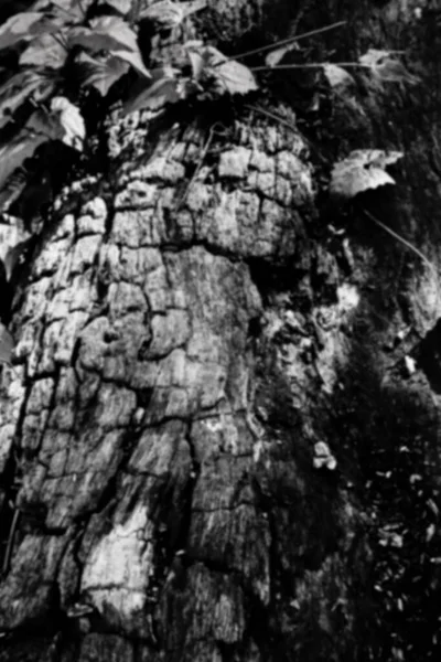 Siyah-beyaz soyut ağaç gövdesi ahşap dokusunun bulanık görüntüsü. Doğal arkaplan.