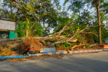Kolkata 'nın bulanık görüntüsü, Batı Bengal, Hindistan. Süper kasırga Amphan devrilen ve kaldırımı tıkayan ağacı söktü. Yıkım birçok ağacı yere düşürdü. İklim değişikliği.