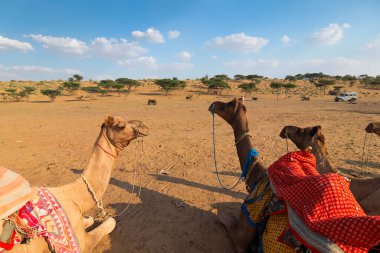 Geleneksel elbiseli develer, Hindistan, Rajasthan 'daki Thar Çölü' nde deve sürüşü için turistleri yol kenarında bekliyorlar. Develer, Camelus dromedarius, turistleri sırtında taşıyan çöl hayvanlarıdır..