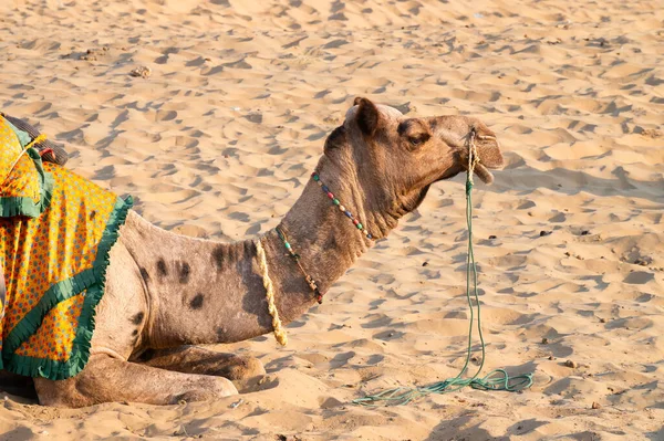 Velbloud Tradičními Šaty Čeká Turisty Jízdu Velblouda Thar Poušti Rajasthan — Stock fotografie