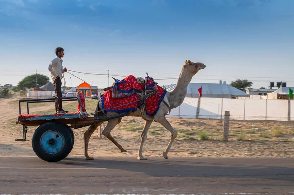 Thar Wüste Rajasthan Indien Oktober 2019 Kamelbesitzer Reiten Kamel Camelus — Stockfoto