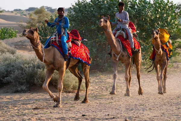 印度拉贾斯坦邦塔尔沙漠 Thar Desert Rajasthan 2019年10月15日 骆驼主人骑骆驼 在塔尔沙漠沙丘等游客 骆驼骑马是一种很受欢迎的旅游运动 — 图库照片