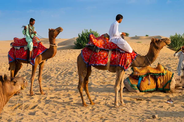 Thar Desert Rajasthan India Octubre 2019 Camellos Con Camellos Camelus —  Fotos de Stock