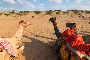 Geleneksel elbiseli develer, Hindistan, Rajasthan 'daki Thar Çölü' nde deve gezisi için turistleri bekliyor. Develer, Camelus dromedarius, sırtlarında turist taşıyan büyük çöl hayvanlarıdır..