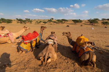 Geleneksel elbiseli develer, Hindistan, Rajasthan 'daki Thar Çölü' nde deve sürüşü için turistleri yol kenarında bekliyorlar. Develer, Camelus dromedarius, turistleri sırtında taşıyan çöl hayvanlarıdır..