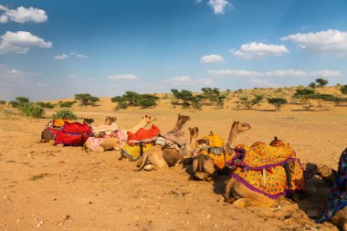 Geleneksel elbiseli develer, Hindistan, Rajasthan 'daki Thar Çölü' nde deve gezisi için turistleri bekliyor. Develer, Camelus dromedarius, turistleri sırtında taşıyan çöl hayvanlarıdır..