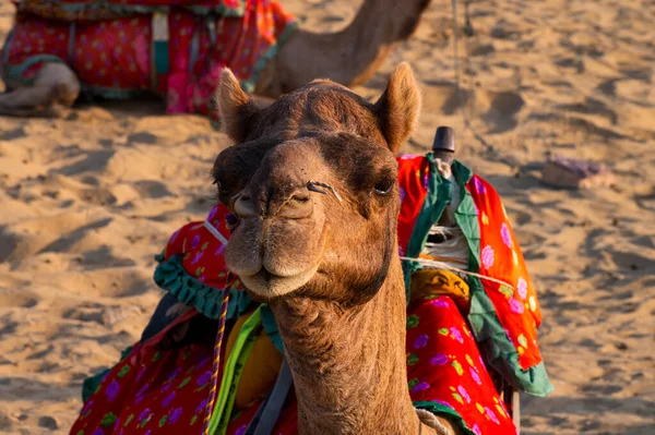 ラクダの肖像画 顔をしながら サール砂漠 ラジャスタン州 インドでラクダに乗るための観光客を待っている ラクダ カメラスドロメダリウスは 背中に観光客を運ぶ大規模な砂漠の動物です — ストック写真