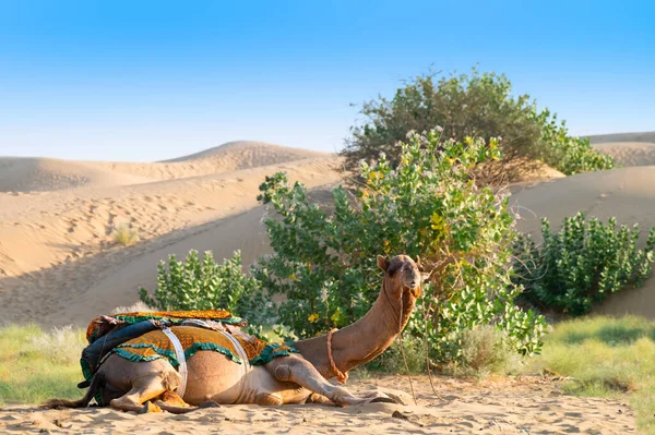 卡梅尔身着传统服装 在印度拉贾斯坦邦的塔尔沙漠等待游客骑骆驼 Camelus Dromedarius 是一种大型沙漠动物 背负着游客 — 图库照片