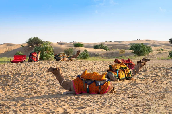 의상을 낙타들은 라자스탄의 사막에서 관광객들을 옆에서 기다리고 Camelus Dromedarius 관광객 — 스톡 사진