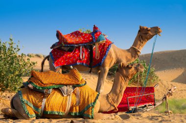 Geleneksel elbiseli develer, Hindistan, Rajasthan 'daki Thar Çölü' nde deve sürüşü için turistleri yol kenarında bekliyorlar. Develer, Camelus dromedarius, turistleri sırtında taşıyan çöl hayvanlarıdır..
