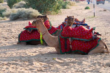 Geleneksel elbiseli develer, Hindistan, Rajasthan 'daki Thar Çölü' nde deve gezisi için turistleri bekliyor. Develer, Camelus dromedarius, sırtlarında turist taşıyan büyük çöl hayvanlarıdır..