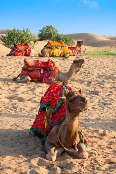 Camelos Com Vestidos Tradicionais Esperando Lado Estrada Para Turistas Para — Fotografia de Stock