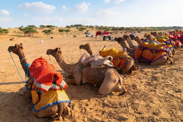 在印度拉贾斯坦邦的塔尔沙漠 穿着传统服装的骆驼成群地等待着游客骑骆驼 Camelus Dromedarius 是一种背着游客的沙漠动物 — 图库照片