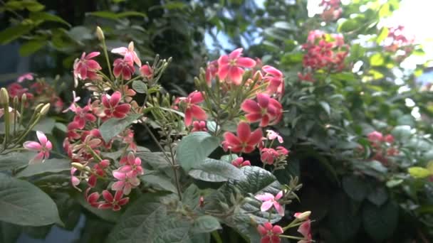 マハービラタの花 ヒッページ ベンガレンシスは しばしばヒッページと呼ばれ 自宅の庭で成長しています インドの西ベンガル州ハウラー — ストック動画