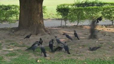 Kargalar, Corvus, büyük bir ağacın altında kavga ediyorlar. Kolkata, Batı Bengal, Hindistan