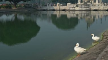 İki Kuğu kuşu, Anatidae familyasından Cygnus cinsi, Hindistan 'ın batısındaki Kolkata şehrinde Victoria Memorial gölünde kendilerini temizliyorlar..