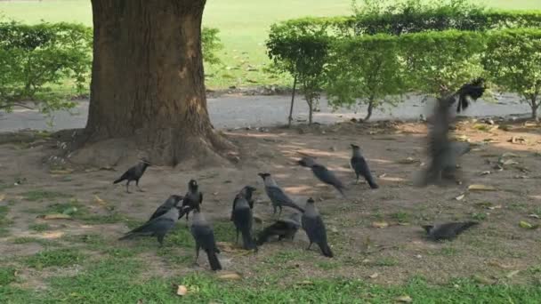 Krähen Korvus Kämpfen Unter Einem Großen Baum Kalkutta Westbengalen Indien — Stockvideo