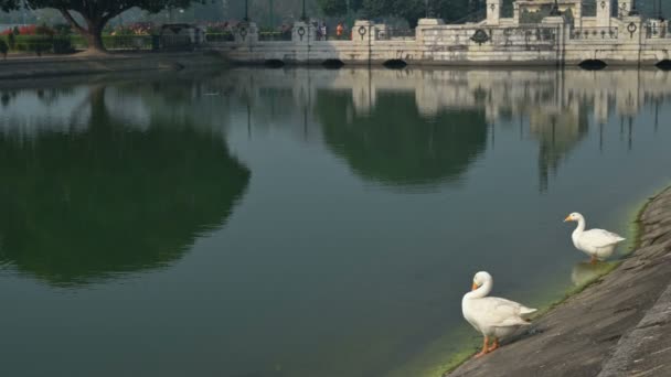 Two Swan Birds Anatidae Family Cygnus Genus Cleaning Themselves Lake — Vídeo de Stock