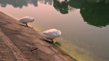Beyaz Kuğu kuşları, Anatidae familyasından Kuğu cinsi, Hindistan 'ın Batı Bengal bölgesindeki Victoria Memorial gölünde yıkanır ve temizlenirler..