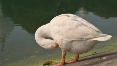 Beyaz Kuğu Kuğu Kuşu, Anatidae familyasından Kuğu cinsi, Hindistan 'ın Batı Bengal eyaletinde Victoria Memorial Gölü' nde tüylerini temizliyor..