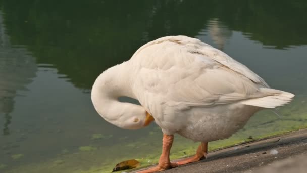 Witte Zwaan Vogel Anatidae Familie Cygnus Genus Schoonmaken Van Haar — Stockvideo