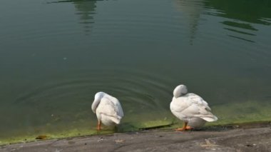 Kolkata 'daki büyük mermer bina Victoria Memorial' ın 4K stok videosu, Kolkata 'nın ünlü anıtı, Batı Bengal, Hindistan. Binanın tepesinin ön plandaki göl suyunun yansıması..
