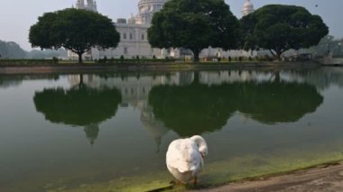 Beyaz Kuğu Kuğu Kuşu, Anatidae familyasından Kuğu cinsi, Hindistan 'ın Batı Bengal eyaletinde Victoria Memorial Gölü' nde tüylerini temizliyor..