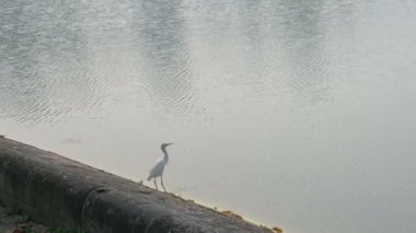 Hint balıkçıl kuşu veya Paddybird, Ardeola grayii, Victoria Memorial, Kolkata, Batı Bengal, Hindistan gölünden balık yakalayan küçük balıkçıl..