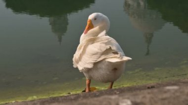 Beyaz Kuğu Kuğu Kuşu, Anatidae familyasından Kuğu cinsi, Hindistan 'ın Batı Bengal eyaletinde Victoria Memorial Gölü' nde tüylerini temizliyor..