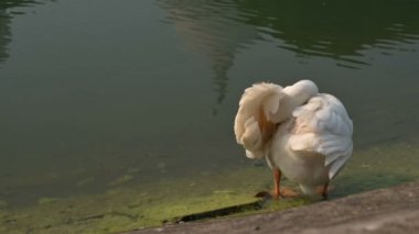 Beyaz Kuğu Kuğu Kuşu, Anatidae familyasından Kuğu cinsi, Hindistan 'ın Batı Bengal eyaletinde Victoria Memorial Gölü' nde tüylerini temizliyor..