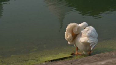 Beyaz Kuğu Kuğu Kuşu, Anatidae familyasından Kuğu cinsi, Hindistan 'ın Batı Bengal eyaletinde Victoria Memorial Gölü' nde tüylerini temizliyor..