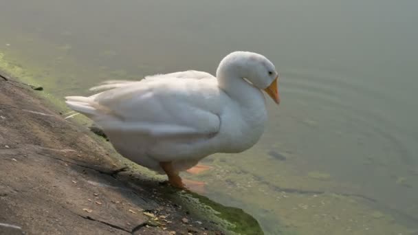 Pták Bílý Čeledi Anatidae Cygnus Koupání Čištění Peří Jezera Victoria — Stock video