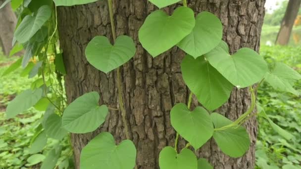Nové Zelené Listy Rostou Objetím Starého Kmene Stromu Příroda Západního — Stock video