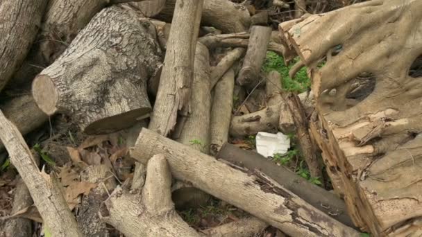 Taglio Tronchi Legno Marrone Sono Accatastati Alberi Taglio Creano Danni — Video Stock