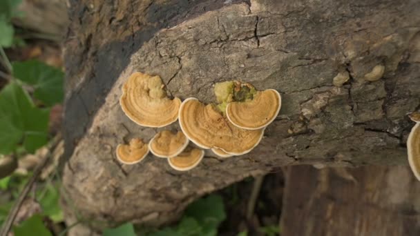 Polipori Funghi Poliporosi Cresciuti Tronco Albero Tagliato West Bengal India — Video Stock