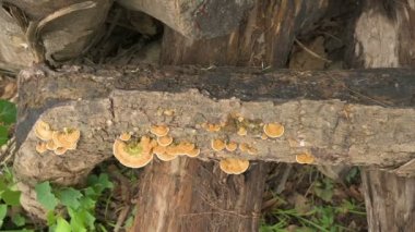 Çoklu gözenekler, çoklu gözenekli mantarlar, kesilmiş ağaç gövdesinde büyüyen. Batı Bengal, Hindistan